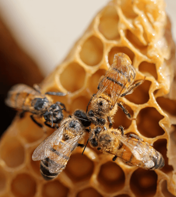 Welsh honey producers take next generation of bee farmers under their wings