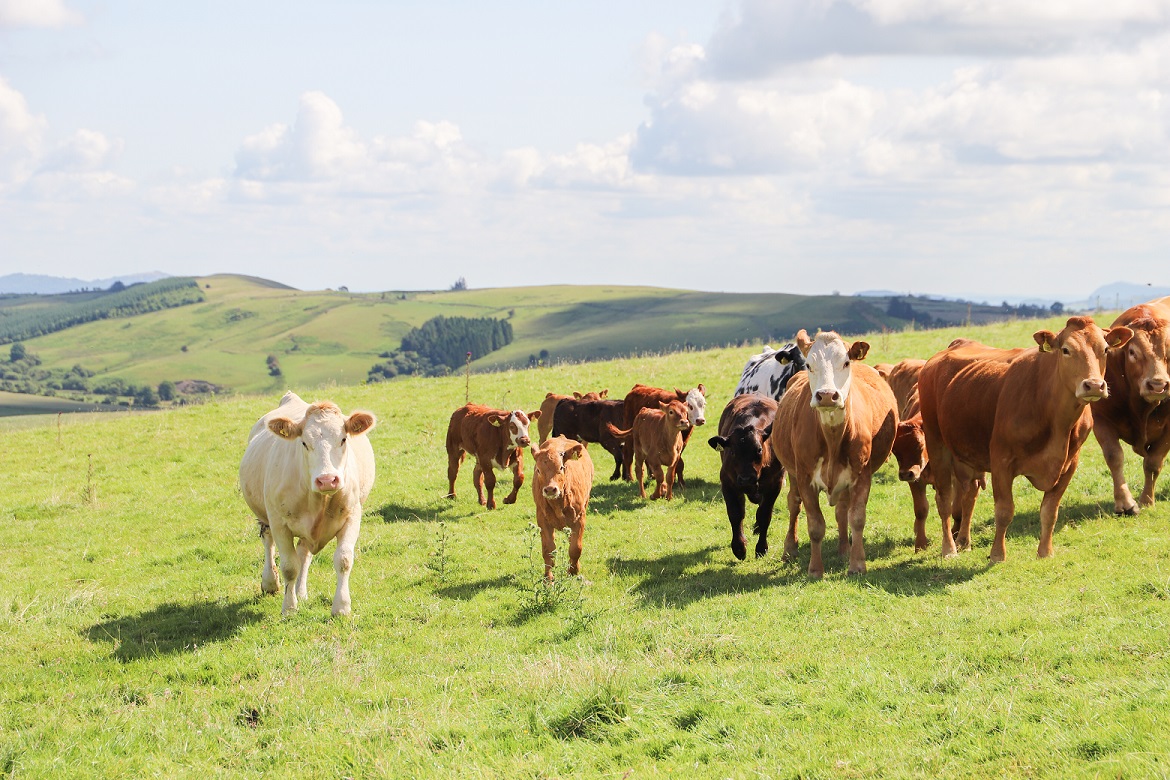 Welsh farmers wanted to help navigate the path to net zero